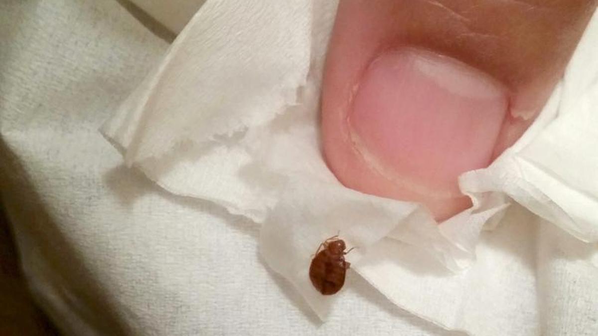 A bug found by Anna Short and her family during her recent stay in Myrtle Beach, which she claims is a bed bug.