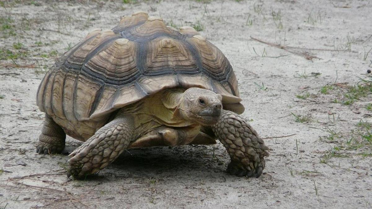 Torty’s legs are small and can only handle his own weight.