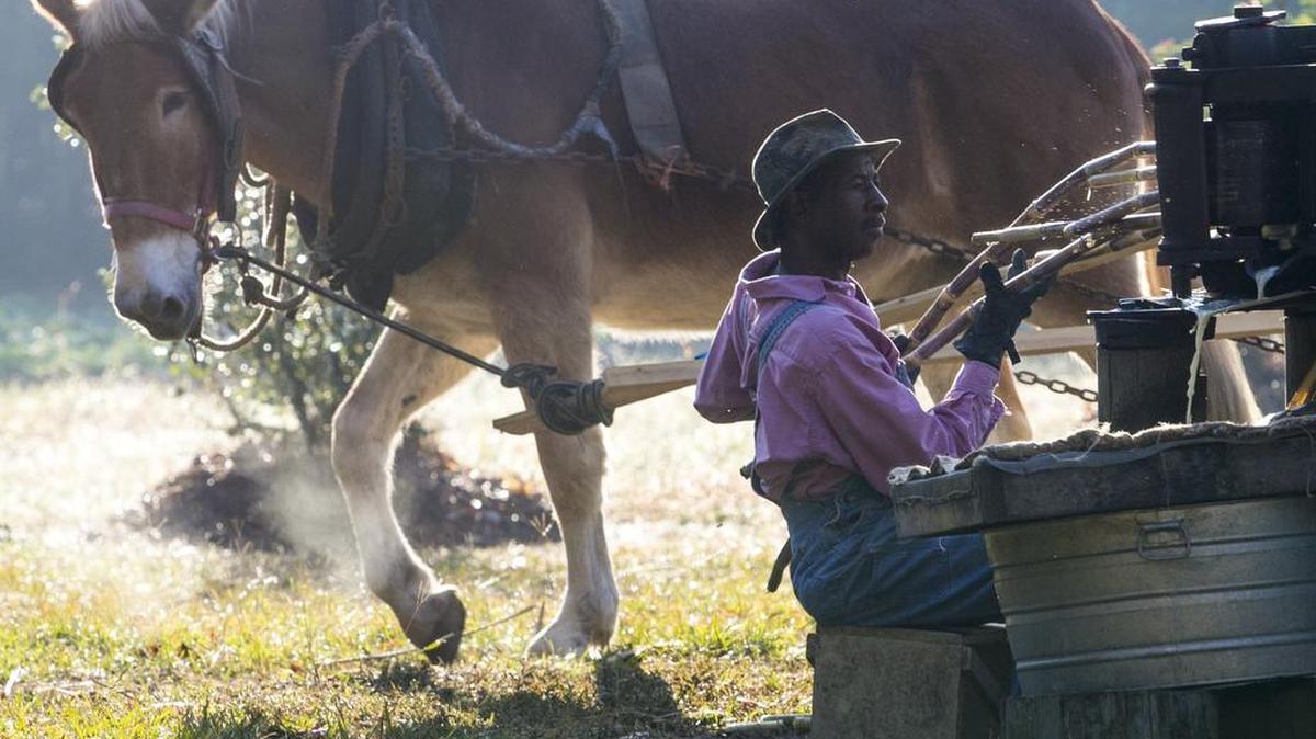 Edmond Cambell feeds sugar cane through the mill during the process to make syrup at Freewoods Farms in 2016. The traditional process of stripping, grinding, and cooking the cane to make sorghum syrup has continued in the Burgess community since the 19th Century. Freewoods Farm, devoted to recognizing and perpetuating the contributions of African-American farmers, is open to the public and welcomes volunteers. Nov. 17, 2016.
