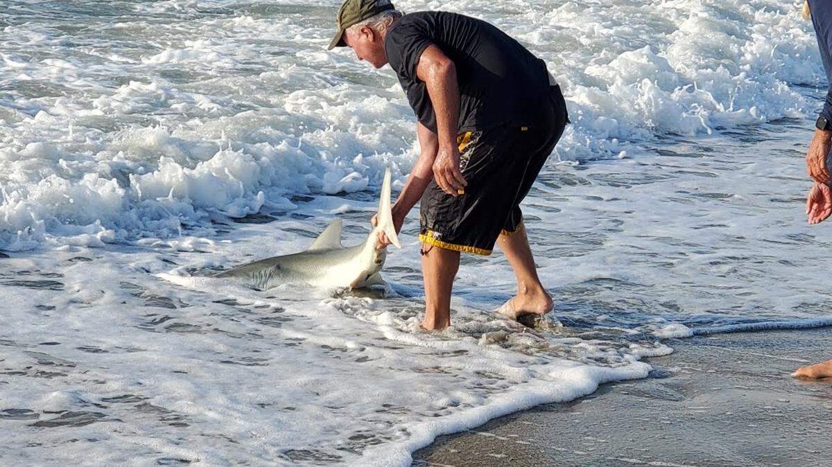 A man releases a finetooth shark that was caught in front of the Caribbean Resort and Villas. Sept. 15, 2022.