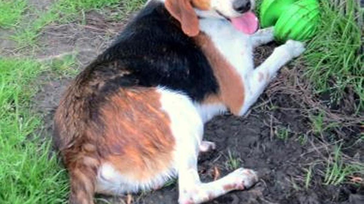 Mercer is very special to the staff here at SFAC. This sweet chunky hound dog has been with us off and on since May of 2016. Mercer may technically be a hound dog but he knows NOTHING of the hunting life! This boy is such a love and likes the finer things in life like swimming pools, comfy beds, lots of toys and best friends to spend his days with. Now I know your asking yourself why has he been there off and on. Mercer has been adopted two different times and returned for "nipping" This is alarming for most people, however we have a Dog Trainer who volunteers for us and she has spent a lot of time with Mercer to figure out what is going on. We have come to the conclusion that Mercer has Arousal Biting. This is more common than not, and can be fixed with simple training and educating. This happens when the dog is over stimulated after having a long period of inactivity. Dog's like Mercer need things to do and have their brains challenged in order to relieved their boredom. Mercer gets along great with other dogs, he even likes cats! If you are interested in meeting mercer please don't hesitate to contact our adoptions department. This sweet boy just needs someone understanding and willing to work with him. We have tons of information to pass on to his potential adopters and will help in any way we can!