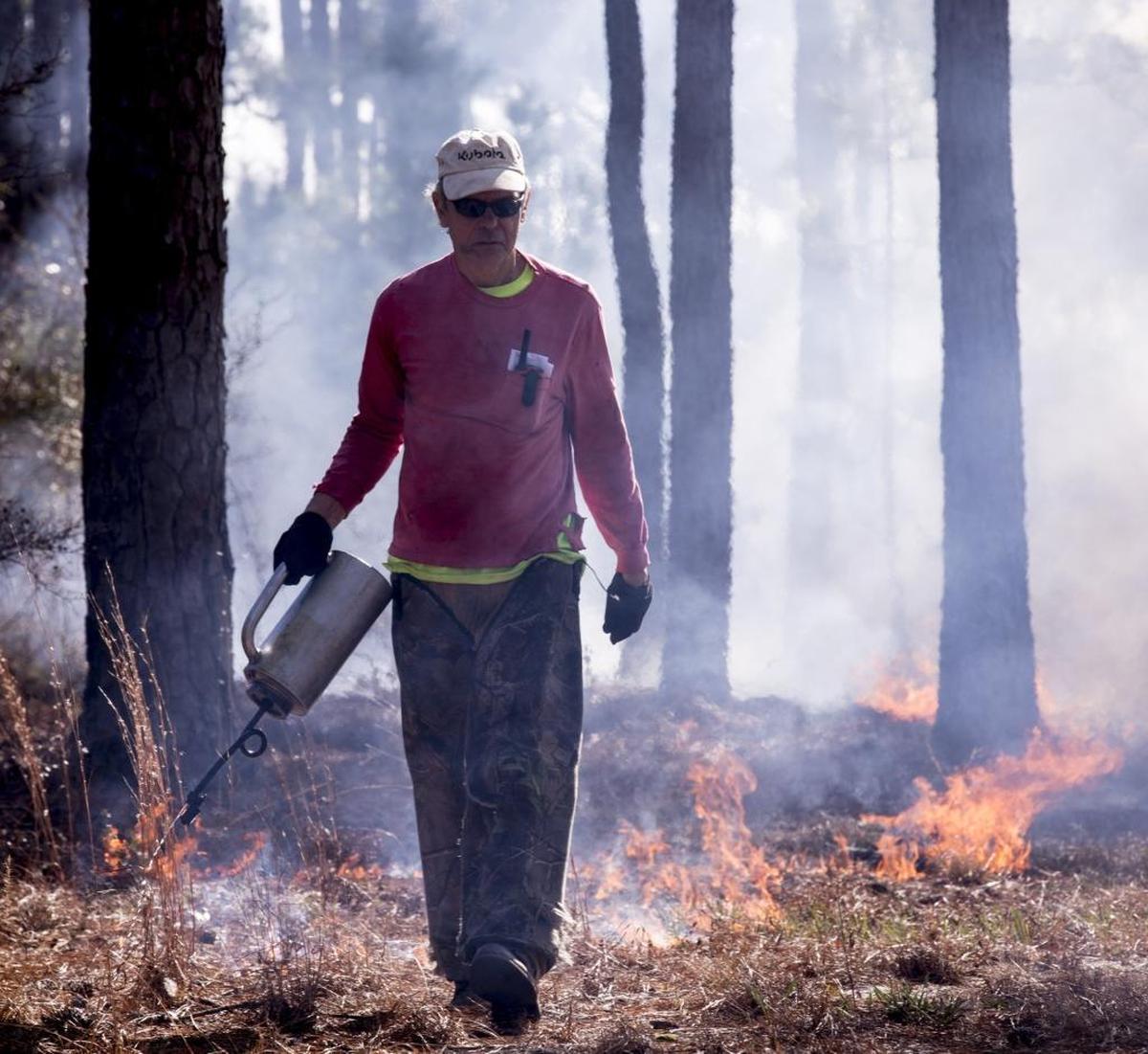 Forester Tim Dargan helped set over 100 acres of undergrowth ablaze in the longleaf pine forest of Brookgreen Gardens on Friday. According to Mike Ammons, Director of Natural Areas, the controlled fire provides for better habitat for the endangered Red-cockaded woodpecker as well as for other species that live in the longleaf pine forest. Jan. 26, 2018.