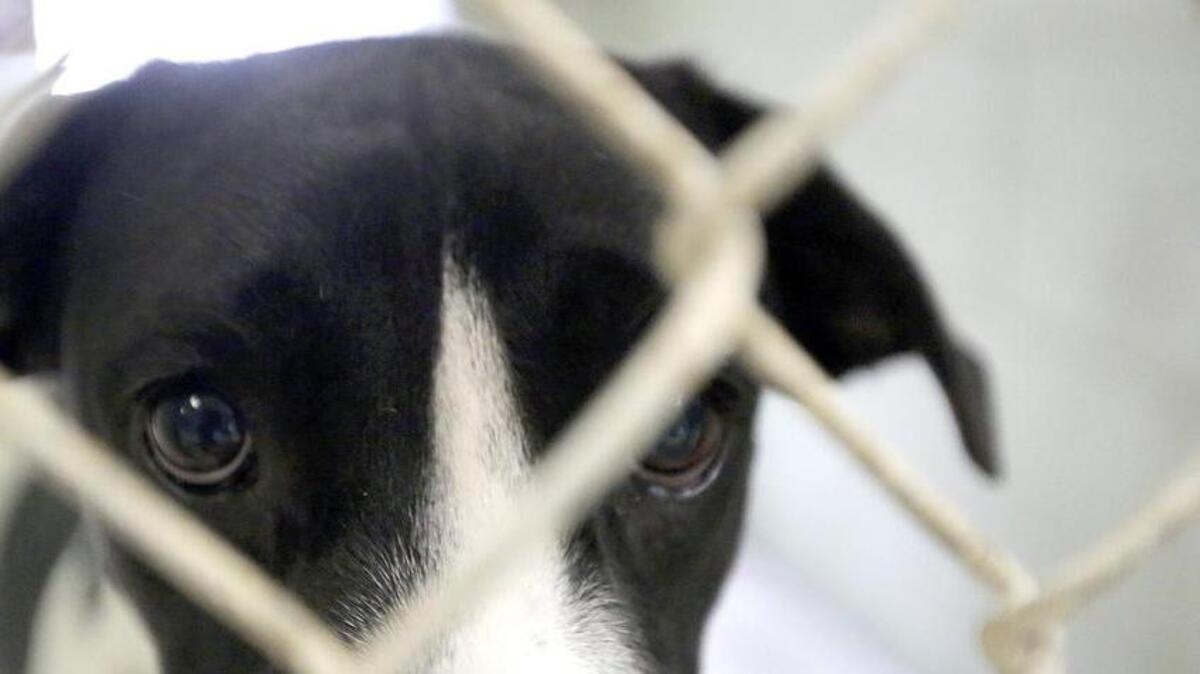 
Horry County Council is expected to take up the puppy mill and kitten mill issue at the Oct. 6 meeting. Here, dogs and cats are available for adoption at Horry County Animal Care Center in Conway on Monday, Sept, 21, 2015. These animals did not come from puppy mills nor kitten mills. The animal control officers cracked down on the mills earlier this year. The proposed ordinance specifies anyone with 25 or more cats or dogs for sale in a 365-day period is a breeder. The ordinance would allow animal control officers to inspect the breeding locations. Animal shelters, humane societies and other rescue organizations are exempt. If the ordinance is approved, those in violation could face a $500 fin or 30 days in jail per infraction.
