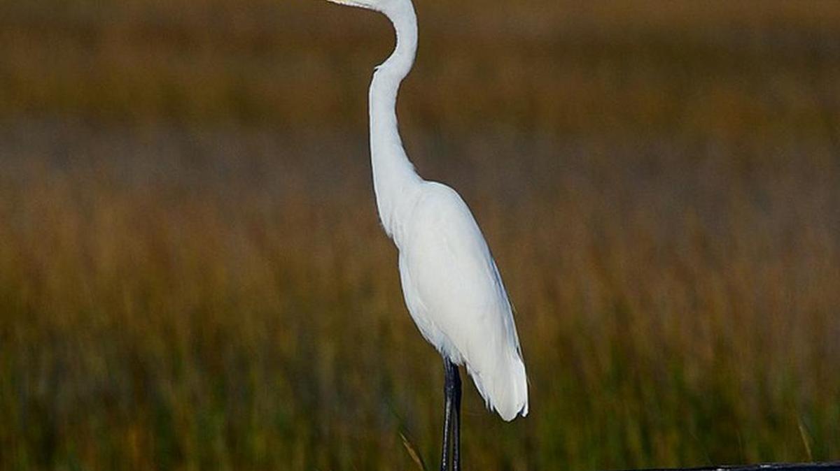 A Great Egret surveys the marsh at Huntington Beach State Park.