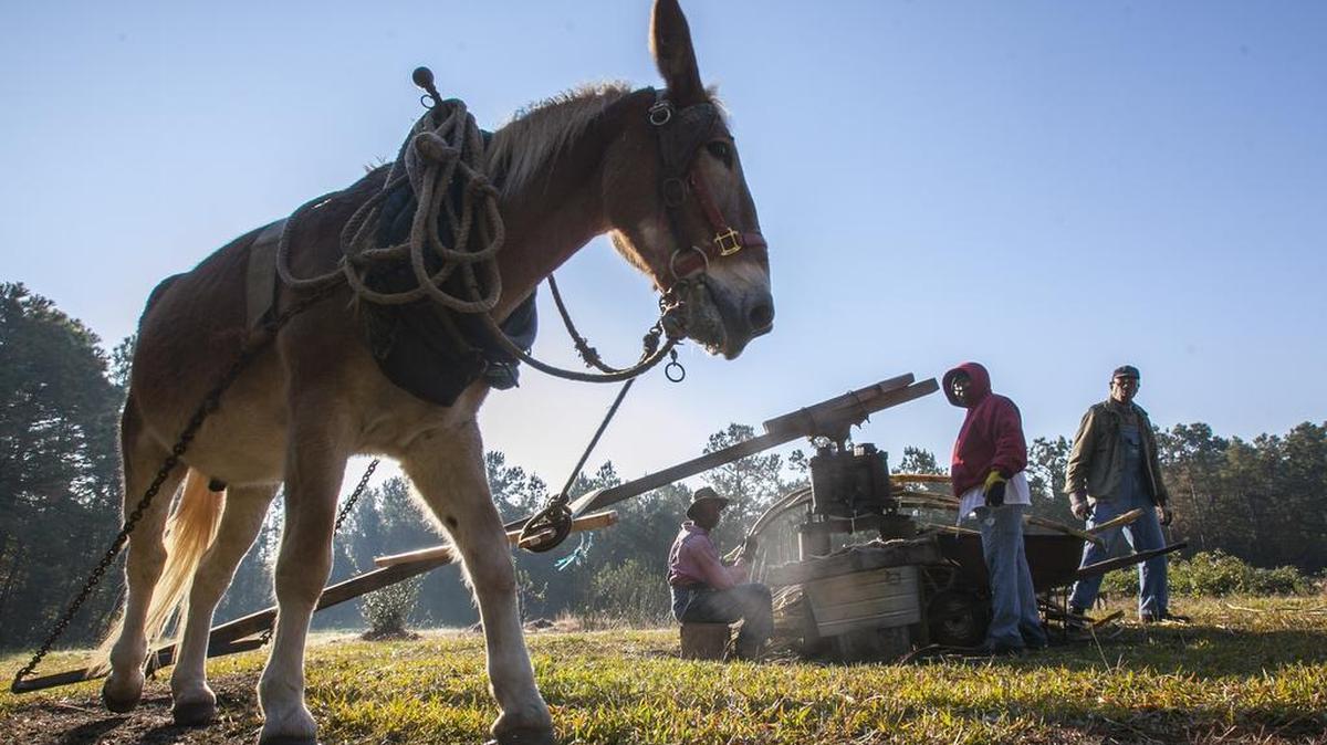Sugar cane is processed into syrup with the “Jake” the mule powering the mill at Freewoods Farm in Myrtle Beach, S.C. The traditional process of stripping, grinding, and cooking the cane to make sorghum syrup has continued in the Burgess community since the 19th Century. Freewoods Farm, devoted to recognizing and perpetuating the contributions of African-American farmers, is open to the public and welcomes volunteers. Nov. 17, 2016.