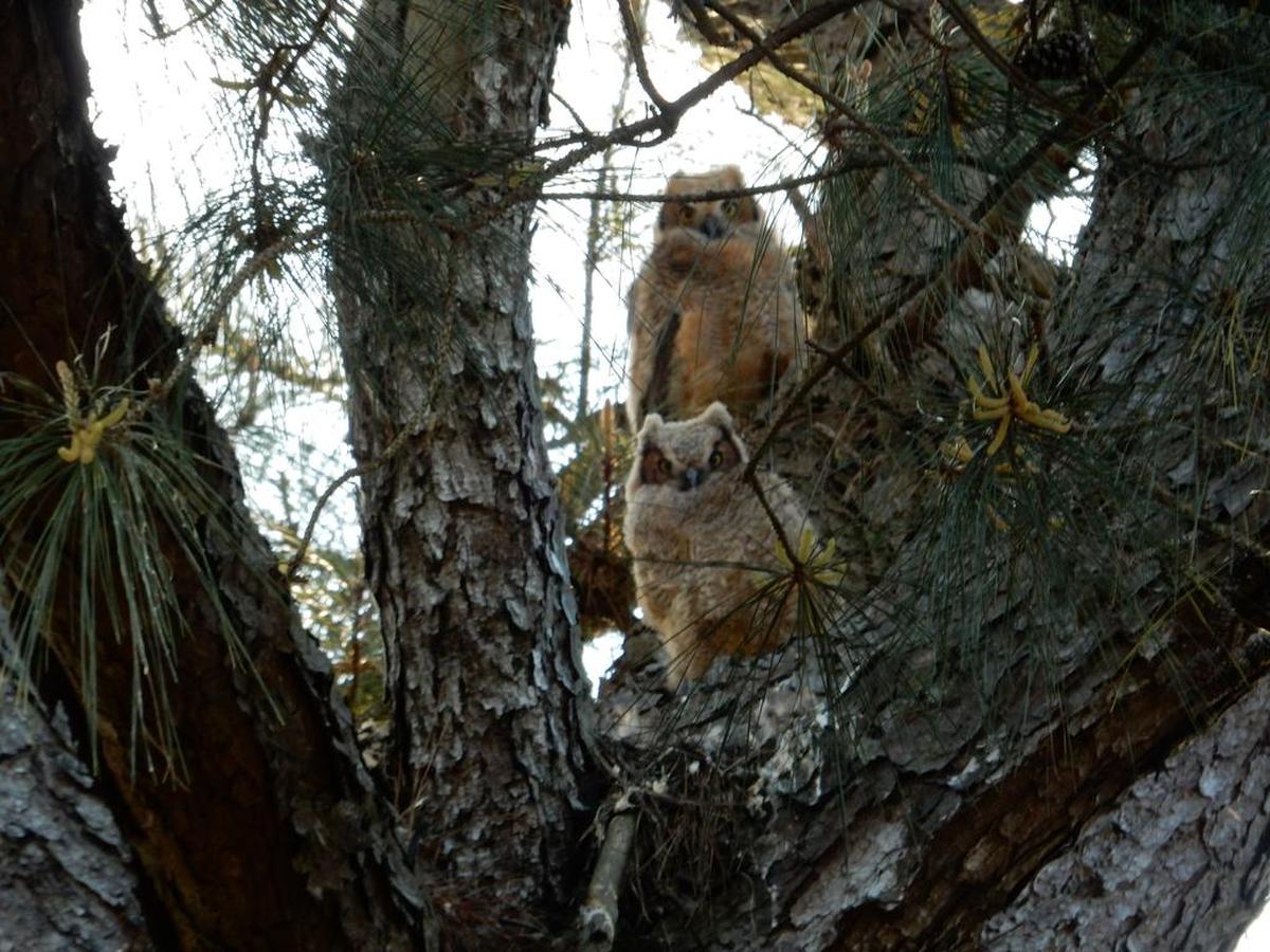 “I took this photo of great horned owlets near a golf course in Conway this April,” said Donna Livasy.