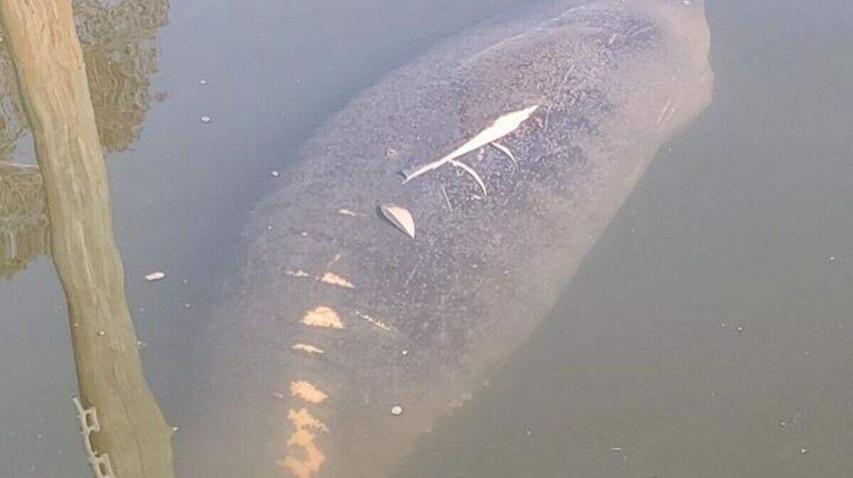 Spotters sent this photo of an injured manatee to researchers at the University of North Carolina Wilmington on Oct. 30, 2023.