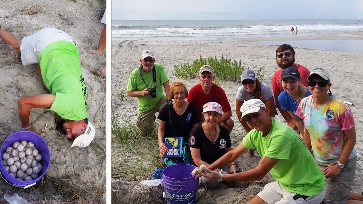 The green sea turtle that was found Monday morning. Only four green sea turtle nests have been found throughout the entire state of South Carolina.
