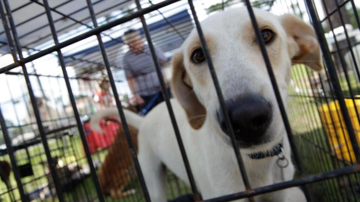 Basil was up for adoption at the All-4-Paws Pet adoption center in this file photo.