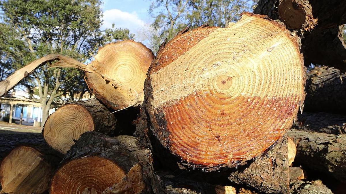 Crews will continue to cut down trees at Chapin Memorial Park Tuesday morning, requiring northbound lane closures along Kings Highway. The remains and stumps of the trees were at the park on Monday, Jan. 4, 2016. Chapin Memorial Park is located off 14th Avenue North and Kings Highway in Myrtle Beach.