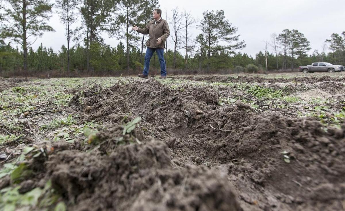 Wild pigs are notorious for rooting — sometimes called grubbing — as they dig for food, which damages pastures.