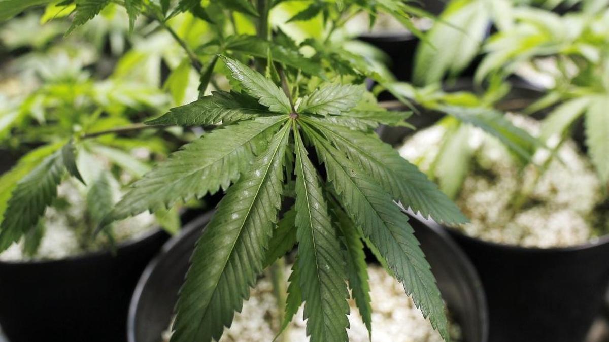 Marijuana plants that are being used for medicinal purposes.