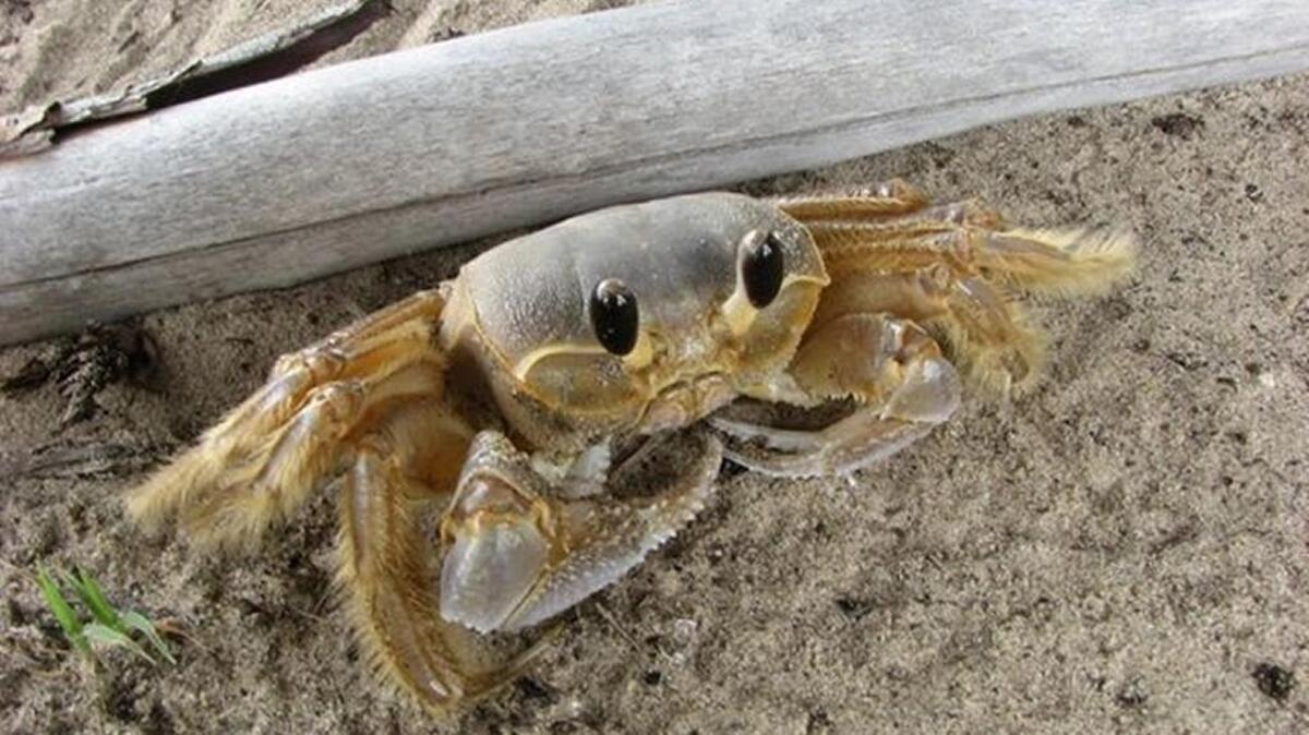 Ghost crab