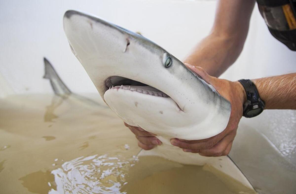 A student examines a shark after catching on a long line in Winyah Bay. Coastal Carolina students catch and tag sharks in Winyah Bay as part of a Marine Sciences class research project. According to Dr. Dan Abel, the bay is home to twelve species of sharks. He hopes the data that he and his team collect may aid in the recovery of depleted stocks. Friday, Aug. 25, 2017.