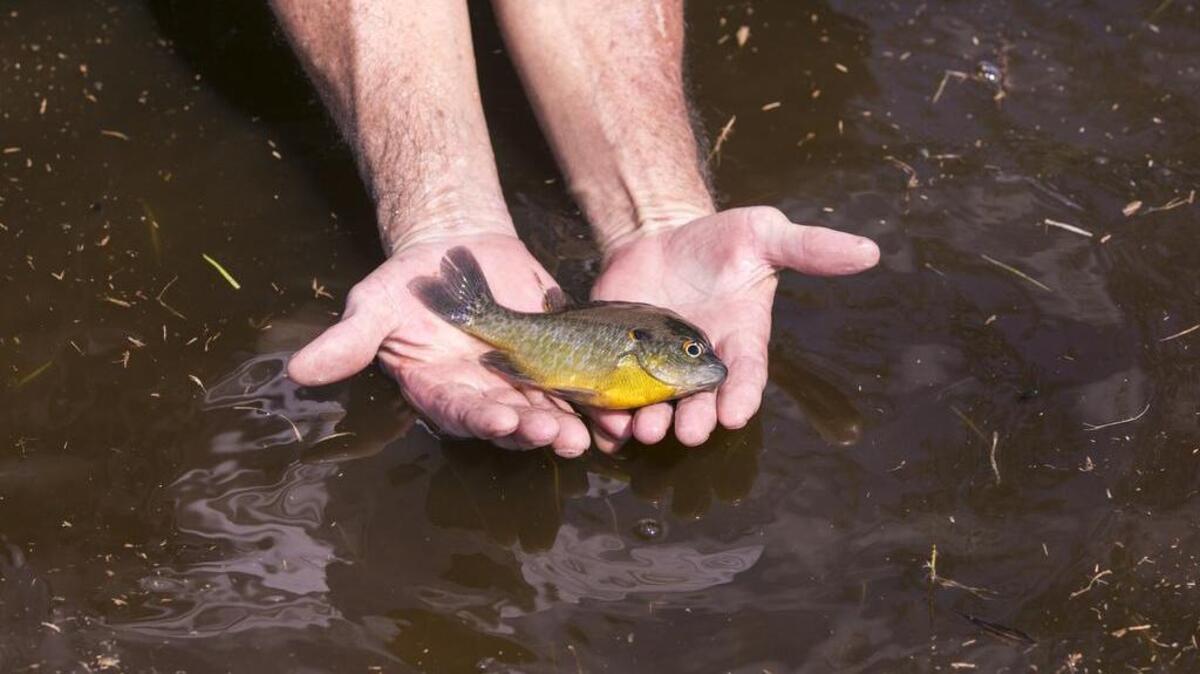 South Carolina regulators are warning the public about the dangers of forever chemical pollution in certain species of fish. This sunfish was caught near Britton’s Neck in 2018.