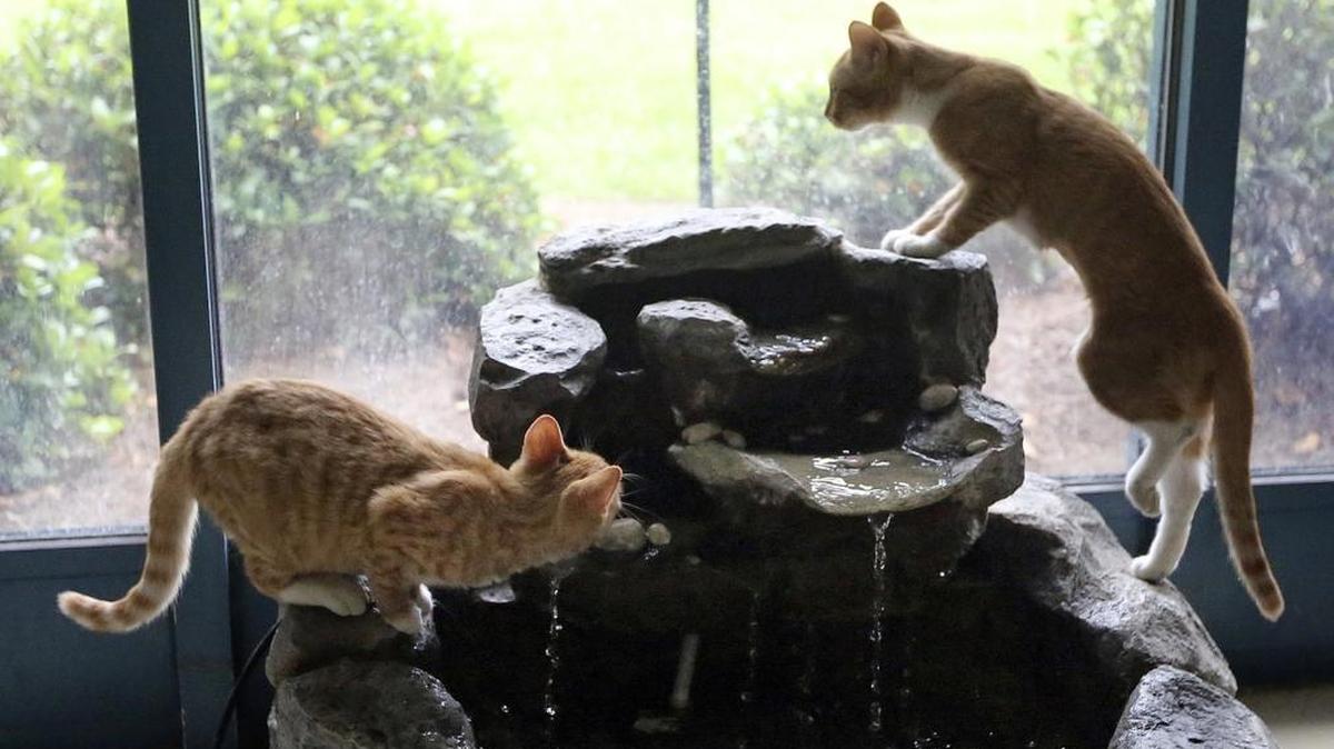 Cats play in the fountain at the Horry County Animal Care Center in Conway, where pets are available for adoption.