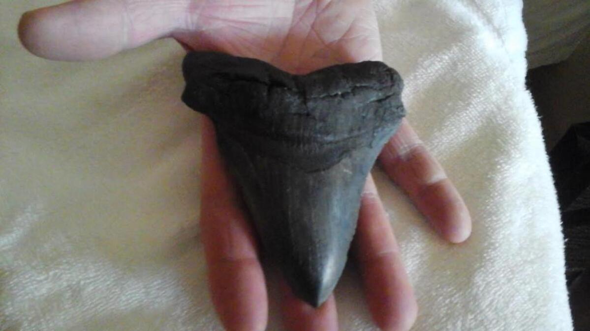 Nat Campbell holds the Megalodon tooth he and his wife Peggy found in North Myrtle Beach the day after Hurricane Matthew came through.