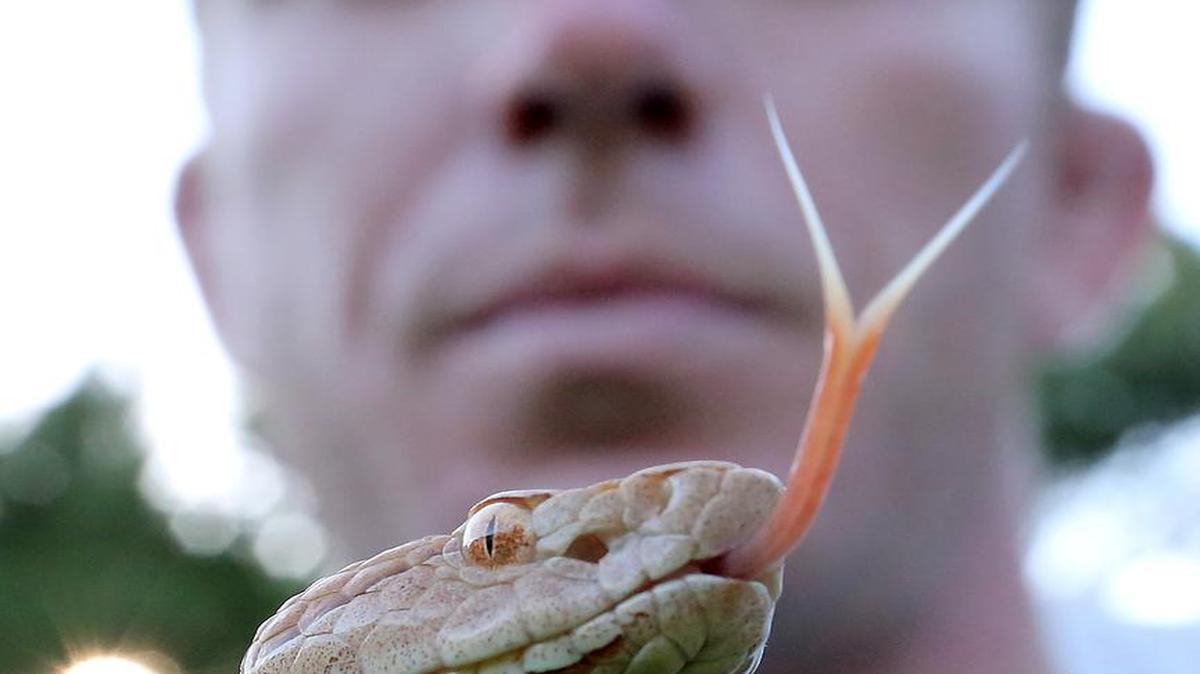 Hayden Cavender steadies a copperhead at his shop in the Little River community on Monday, July 18, 2016. Cavender of The Snake Chaser said copperheads are usually the snakes that bite dogs in the area.
