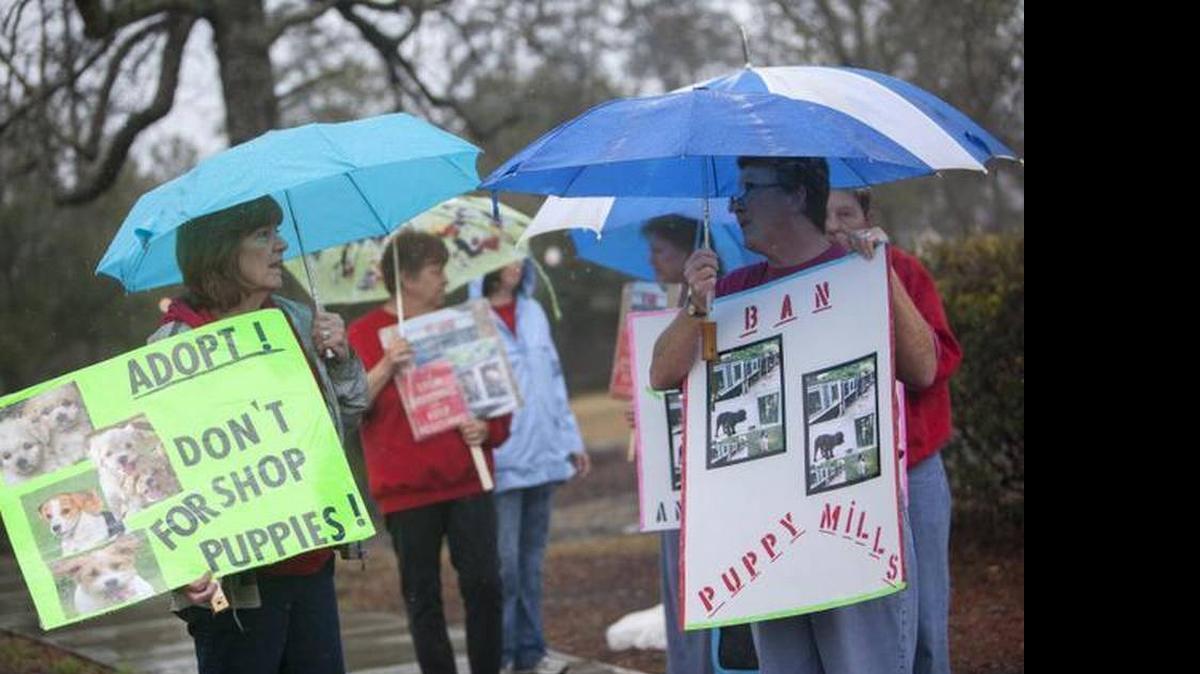 
A group of concerned citizens protest in the rain last month against Pet Safari, the shop owned by Renee James in the recent Conway puppy mill case.
