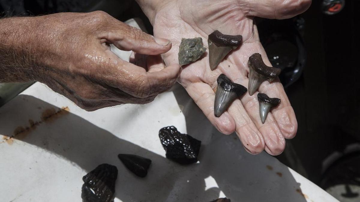 Divers Greg Holt and Jay Manzano dive for fossils and artifacts on the stained water of the Waccamaw River. Feeling their way across the bottom in the black water, the pair found ancient sharks teeth, native pottery and arrow heads during the excursion on Sunday afternoon. “It’s just thrilling to find something that nobody’s ever seen before,” said Holt. July 30, 2017.