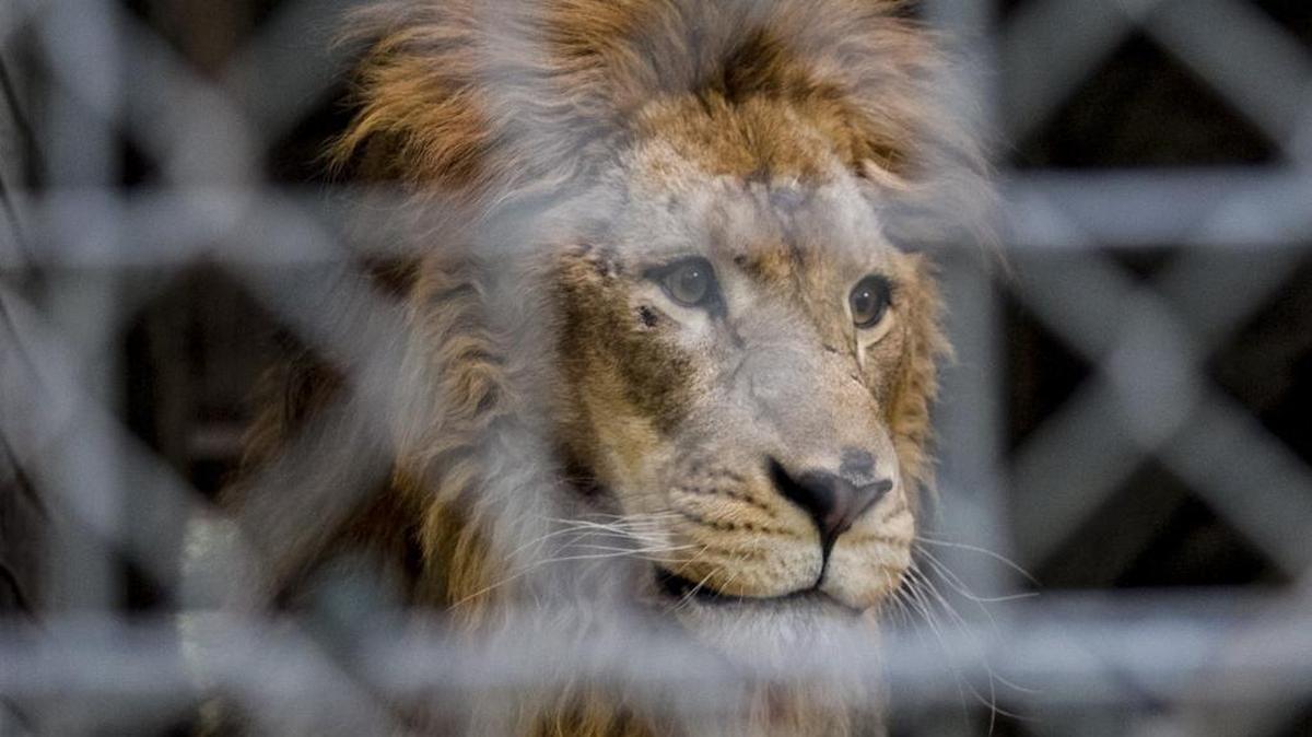 A lion looks through doubled chain length fencing at the Waccatee Zoo in Socastee on Wednesday. The zoo staff are preparing for Hurricane Matthew and plan to stay throughout the storm to care for the animals according to zoo owner Kathleen Futrell. Futrell said she felt confident the animals were well-contained and said the zoo has weathered many storms for over 20 years.