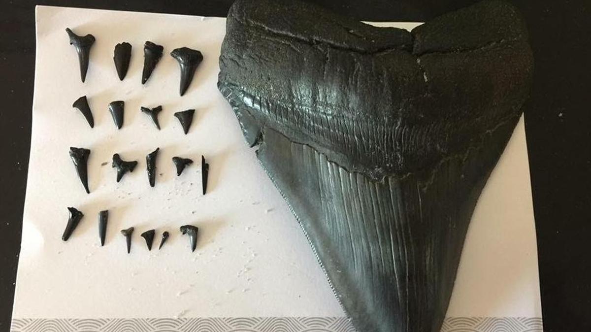 A massive megalodon tooth.