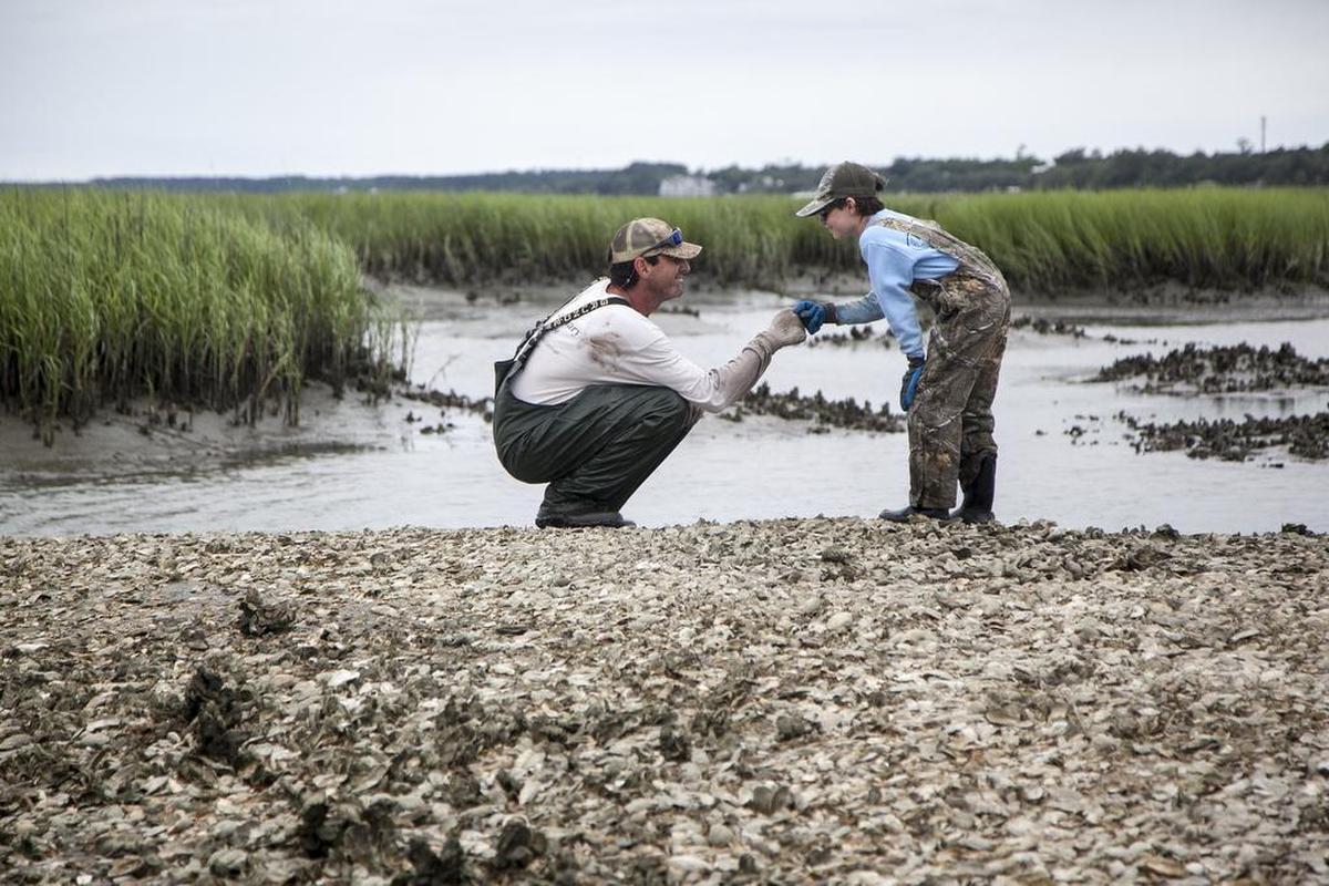 Volunteers use mesh bags of recycled shells to build an oyster reef to provide habitat for future generations of oysters in Murrells Inlet. Volunteers placed almost 350 bags of oysters shells, and planted additional spartina grass in an effort to improve the marsh habitat on June 8, 2017.