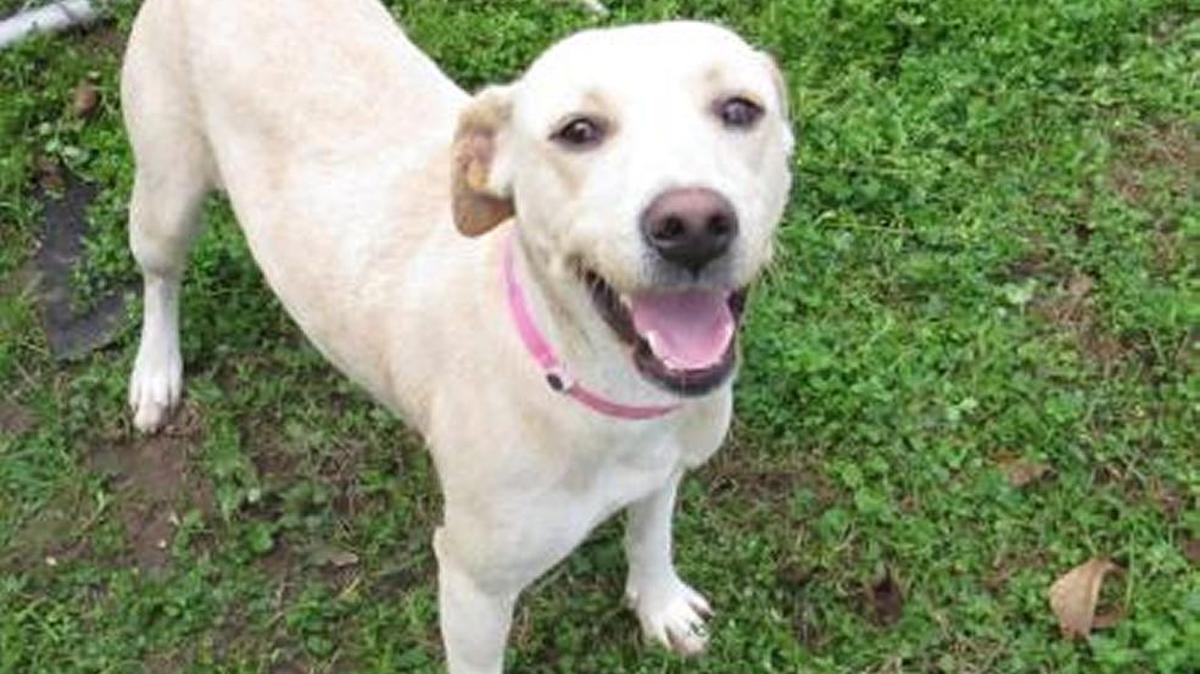 Maddie Maddie is a Retriever, Labrador - Tan/White about 1 year. She is full of energy and just loves to play! She is known to be good with men, women and kids. This girl knows come, down and sit and is also known to be good with other dogs but prefers to not be around cats. If you think Maddie may be the one come on down and see this sweet girl!