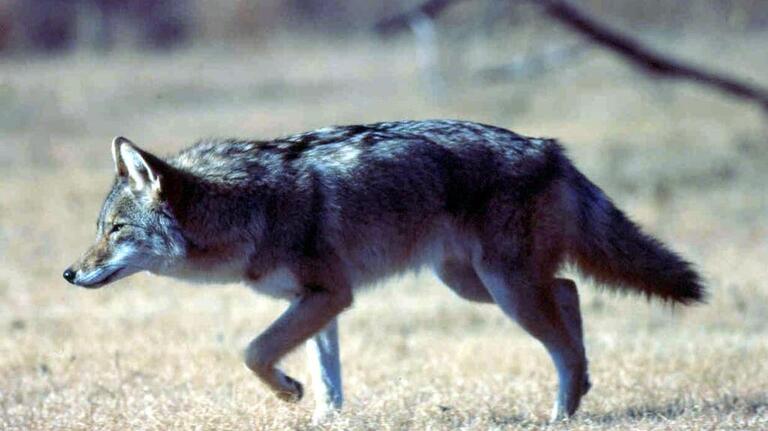 Coyotes are roaming more in SC. Here’s why and how to keep these predators from your home