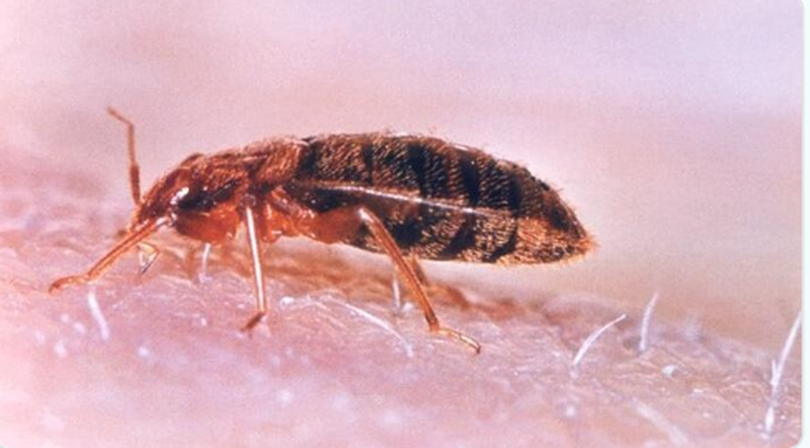 A close-up macro shot of a bed bug with a striped brown body crawling on human skin. The tiny hairs on the skin are visible in the foreground and the background is a blurred pink.