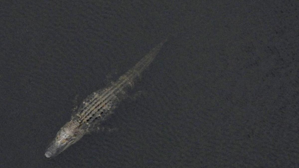 What’s worst than meeting a live alligator? Finding a dead one.