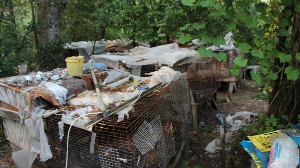 More than 70 animals were seized from a Colleton County location during a raid in May. Lynne Lucille Vanhouse, 68, was charged with 10 felony counts of ill treatment of animals on Friday.