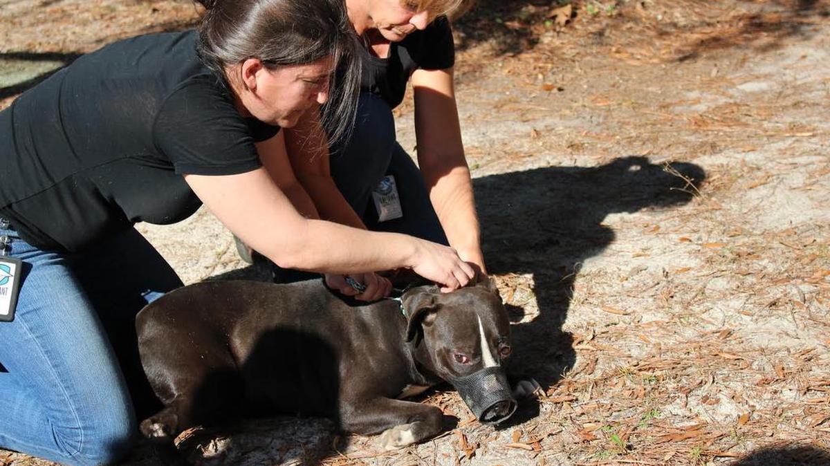 Volunteers with a Charleston-based animal relief and rescue agency nurture a pit bull rescued in the Sumter area.