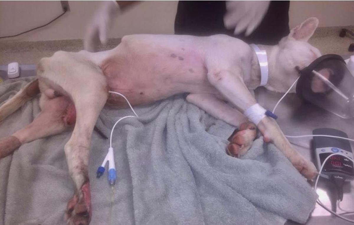 Archer, Archer, the paralyzed pit bull puppy whose life was saved by Noah’s Arks Rescue, a nonprofit organization in Okatie, S.C.