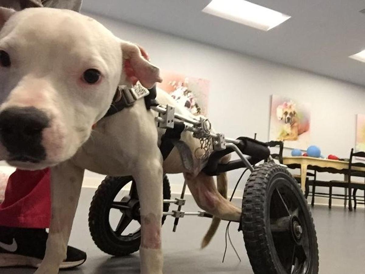 Archer, the paralyzed pit bull puppy whose life was saved by Noah’s Arks Rescue, a nonprofit organization in Okatie, S.C.