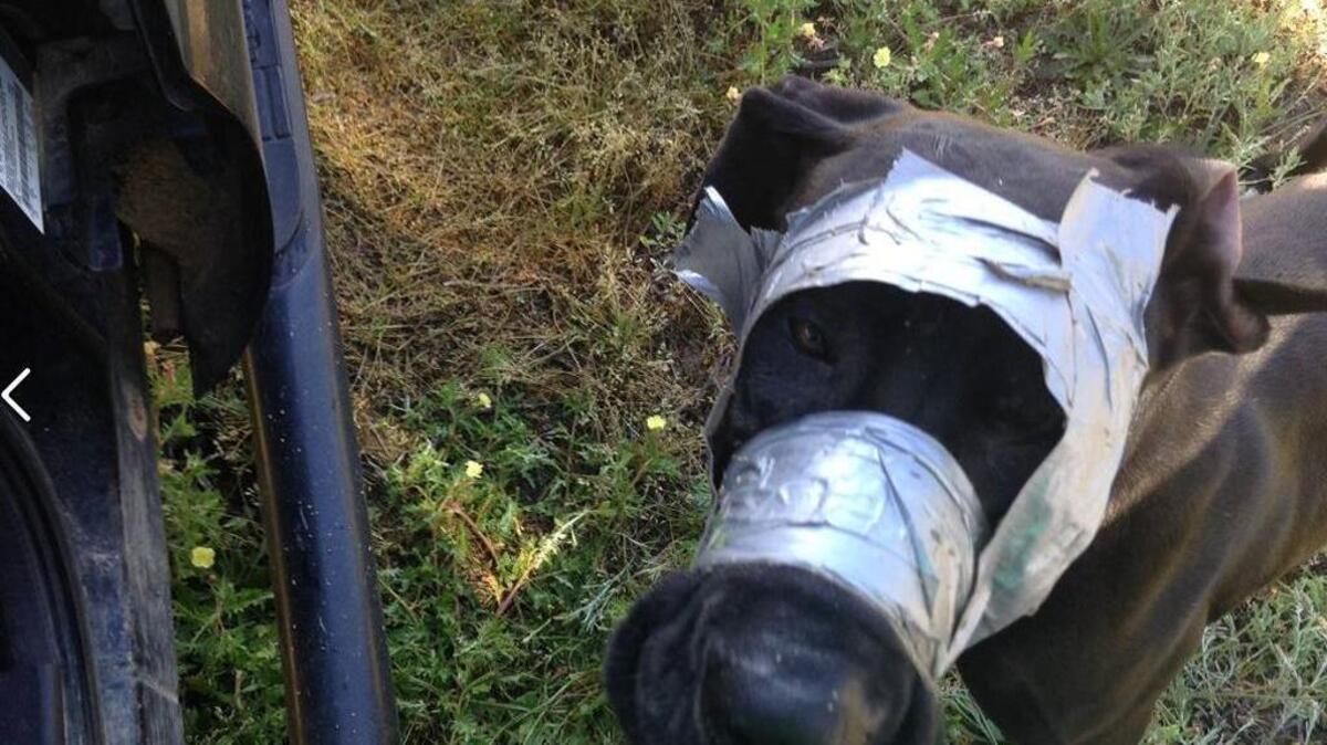 According to the the Darlington County Sheriff’s Office Facebook page, an anonymous call led deputies to this dog, found abandoned with tape wrapped around its mouth and head April 4, 2016, in Darlington.