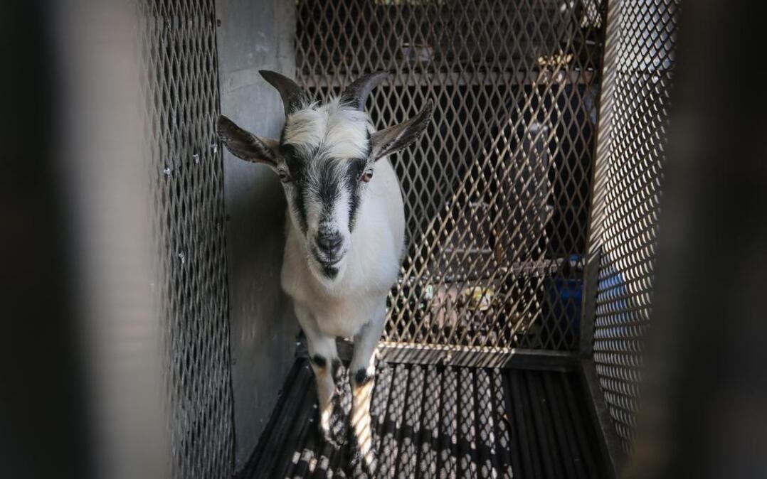 
“Dalebert” the goat was taken into custody by the Columbia Animal Services after leading his owners and neighbors on a high-bleat chase. The USC student owners decided that Dalebert needed a better home than theirs, so Animal Services picked him up and will arrange another home for him.
