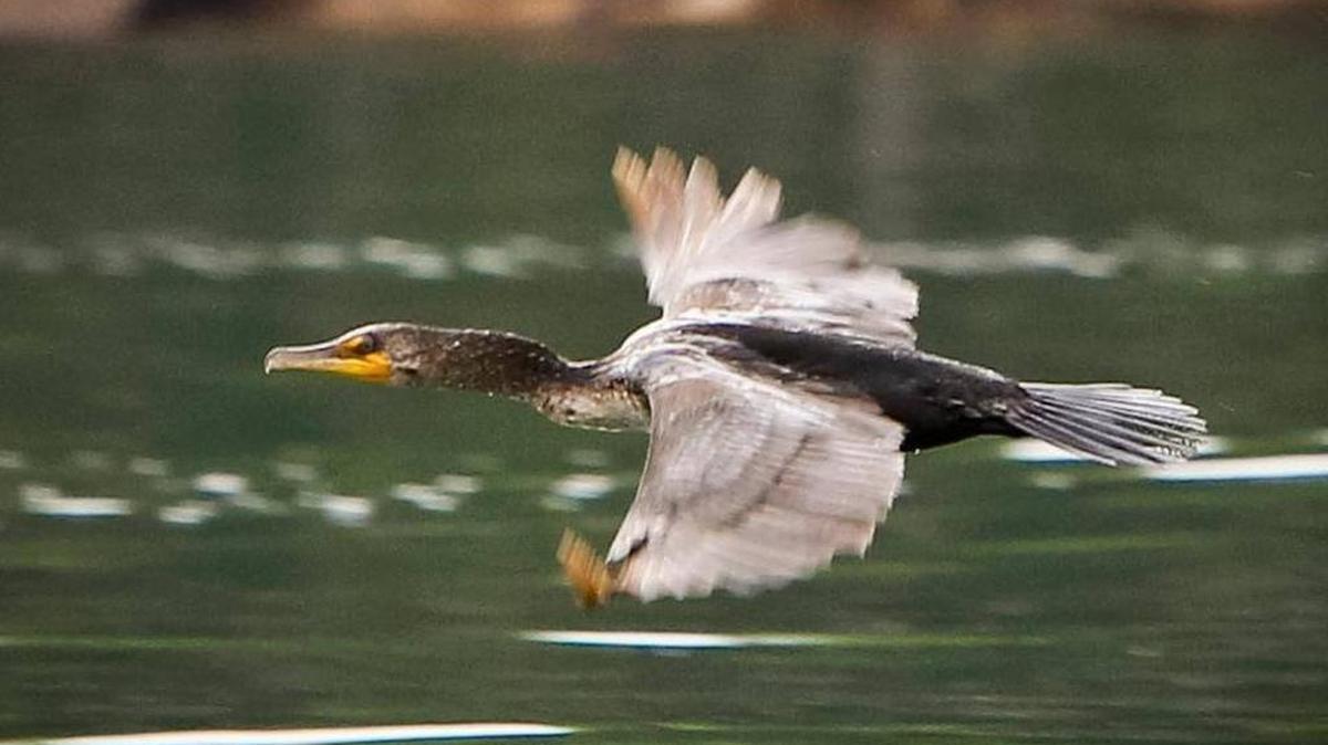 Cormorants are fish-eating birds that have been targeted for death in South Carolina