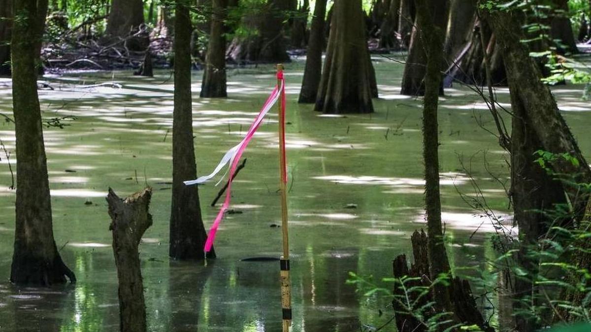 A stake marked the route last year of a proposed petroleum pipeline through South Carolina. This swamp is in Aiken County.
