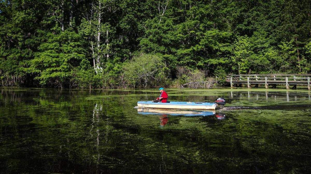 
The Sparkleberry Swamp on upper Lake Marion is filled with rare animals, bright plants, cypress trees and clean water, but it is threatened by a toxic waste dump nearby.
