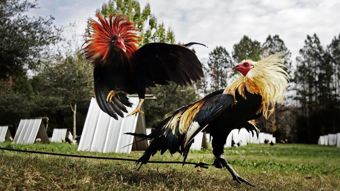 Two gamecocks, a Hatch Grey and a half Sweater half Radio, fight at a Lexington breeding farm, Friday, December 4, 2009. Illegal cockfighting remains a hot topic in South Carolina. This breeder was a prominent businessman in Columbia who sees nothing wrong with the sport.