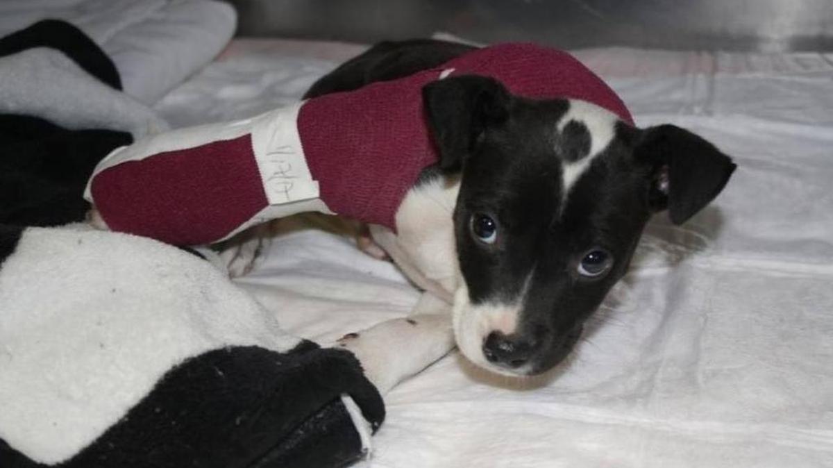 Alyce, an 8-week-old pitbull mix, was thrown from a moving car in Spartanburg County.