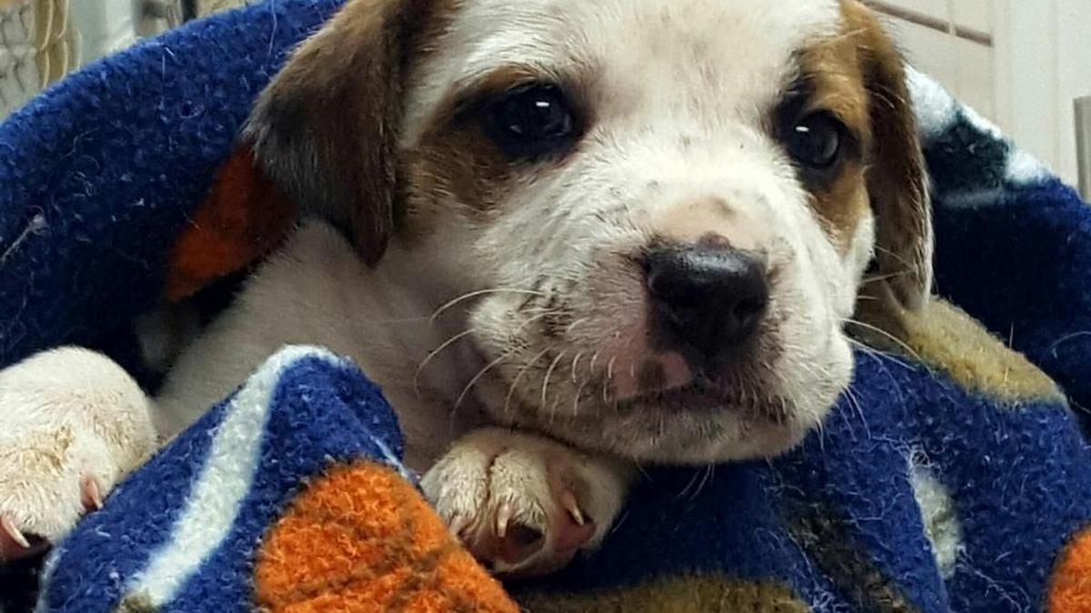 One of two puppies found in a hot car outside Rock Hill’s Olive Garden.