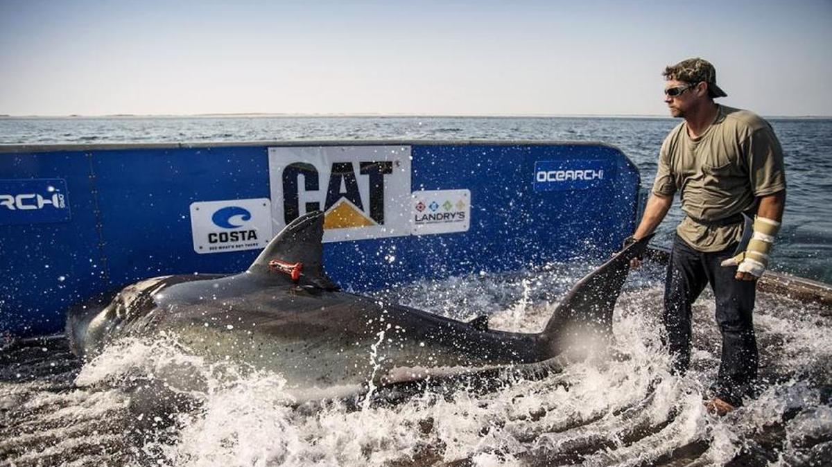 This photo published in October 2016 in the (Hilton Head, S.C.) Island Packet shows Katharine the great white shark being tagged by researchers. Katharine’s whereabouts were unknown since January, until her tag pinged Thursday off Kitty Hawk, said OCEARCH, the marine life research and advocacy group that tagged her.