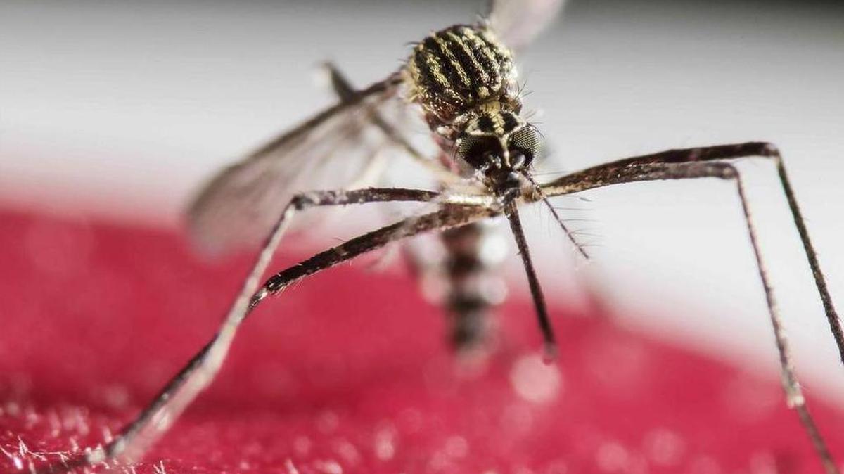 A mosquito from the genus Aedes, which can carry Zika virus.