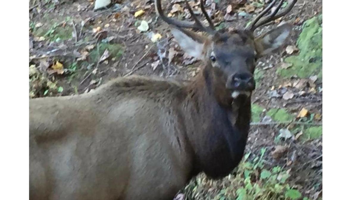 The wild elk seen in Pickens County