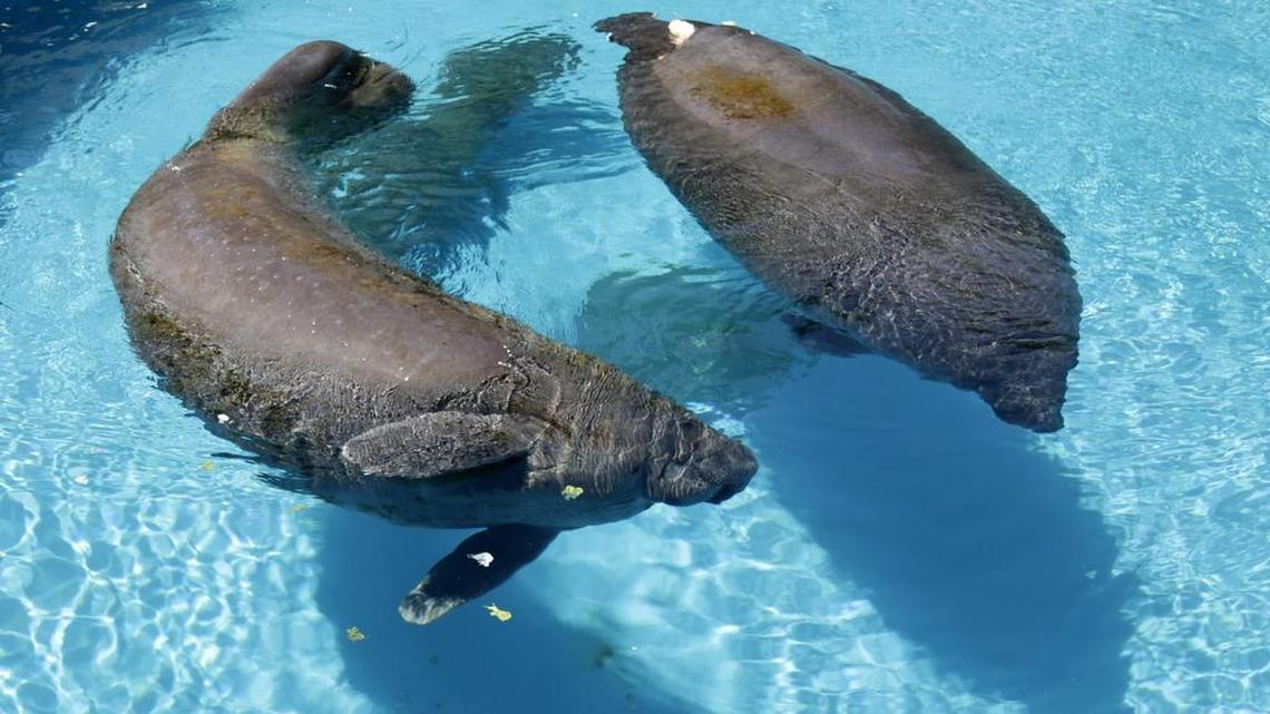 Manatees Juliet, left, and Phoenix, right, swim at the Miami Seaquarium Aug. 6, 2014, in Key Biscayne, Fla.