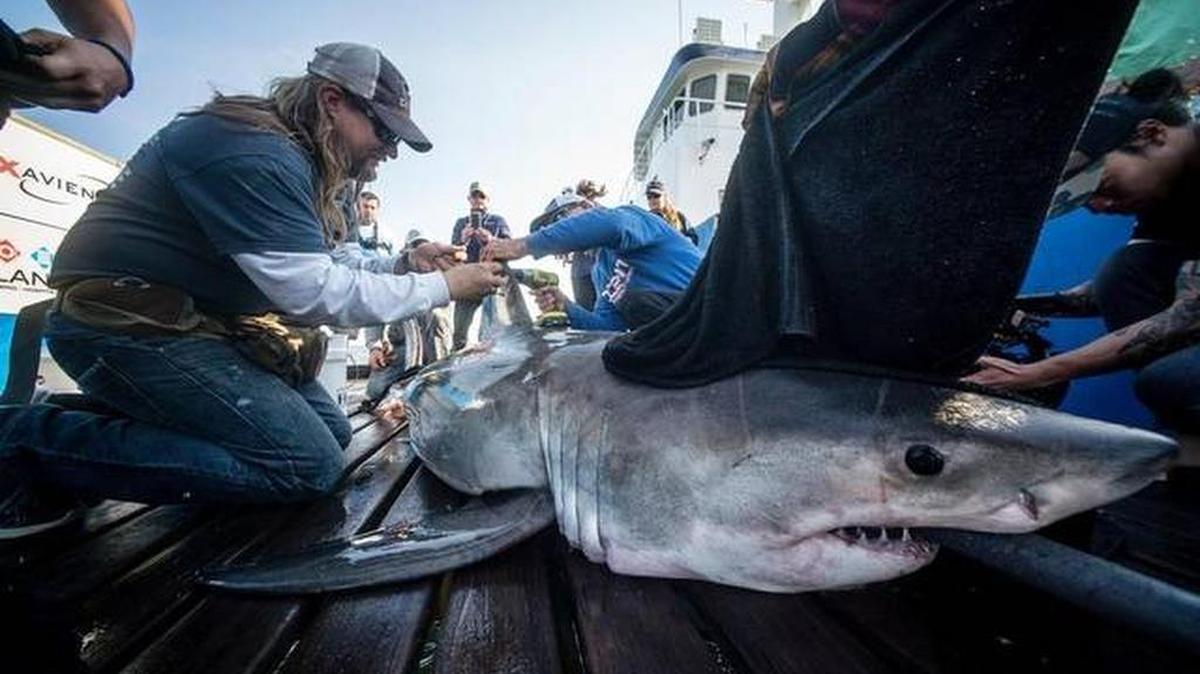 Researchers with OCEARCH hauled in "Savannah," a young, 8.5 foot female great white shark on Sunday March 4, 2017, during the he research organization's Expedition Lowcountry. The team has been on the hunt for sharks since Feb 27. hoping to tag specimens to further understand their movements. Robert Snow OCEARCH