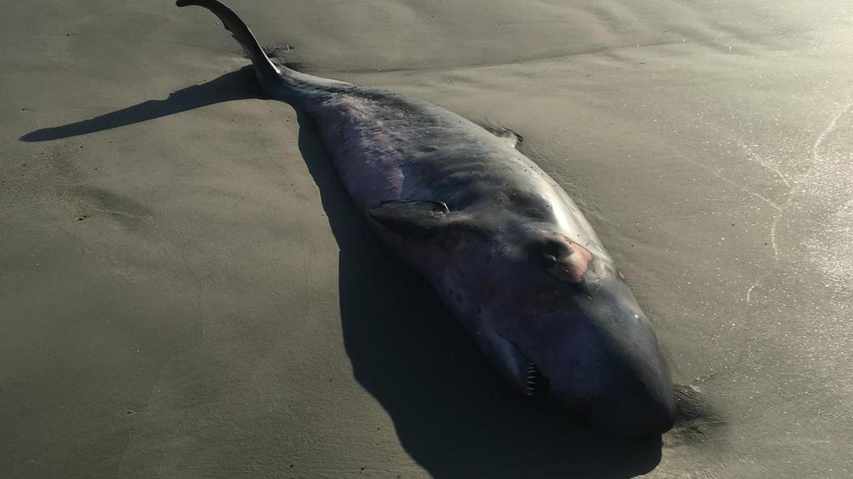 A pygmy sperm whale was found washed up on Daufuskie Island on Friday morning.