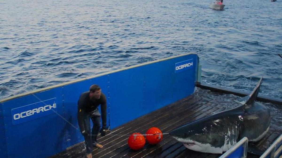 The great white shark known as Mary Lee on an OCEARCH research vessel.